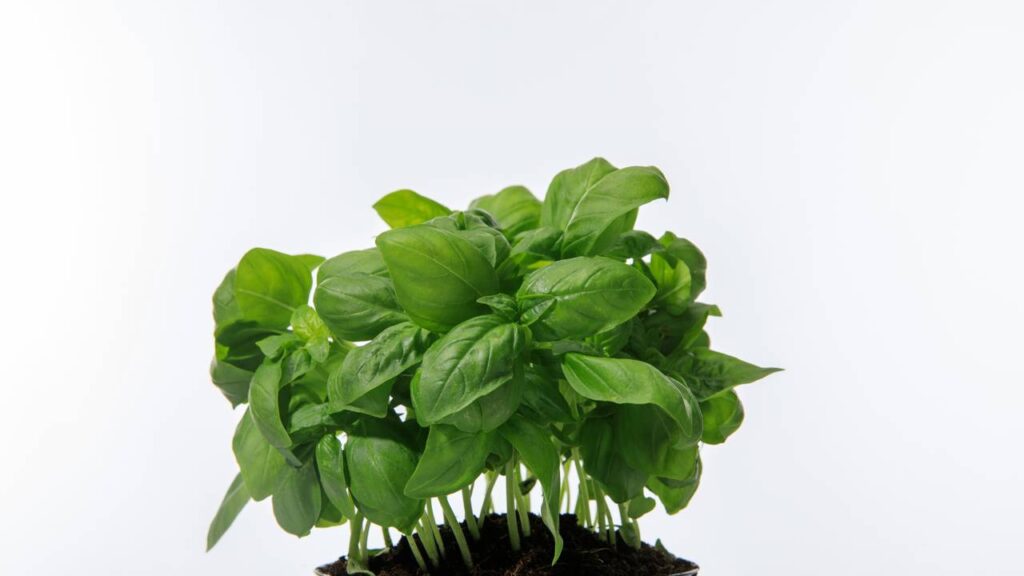 Muita gente está colocando essa planta que espanta mosquitos perto da janela e dizendo que os pernilongos estão aparecendo bem menos dentro de casa