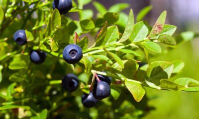 Como plantar mirtilo no vaso e cultivar blueberry mesmo em espaços pequenos