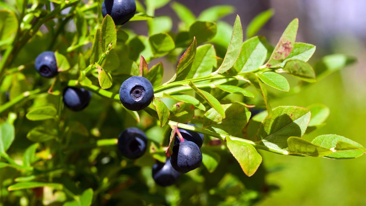 Como plantar mirtilo no vaso e cultivar blueberry mesmo em espaços pequenos