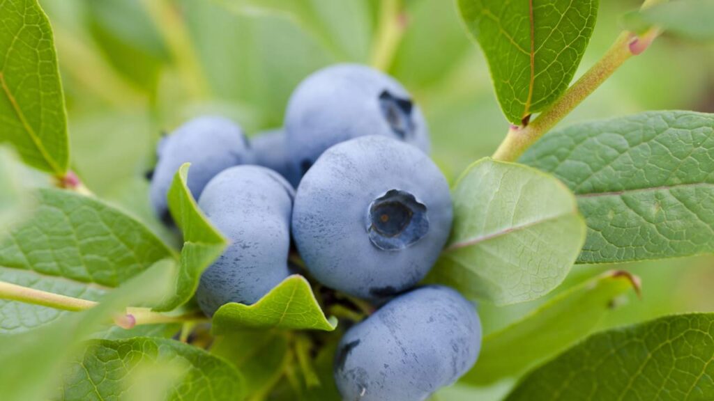 Como plantar mirtilo no vaso e cultivar blueberry mesmo em espaços pequenos