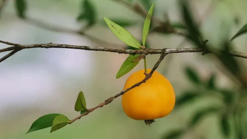 Como plantar uvaia para dar fruto mais rápido e com árvore saudável