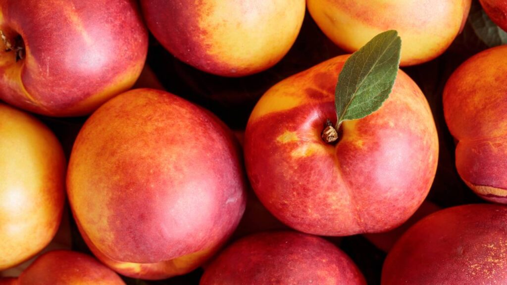 Como plantar nectarina em vasos e fazer a árvore produzir mesmo em pouco espaço