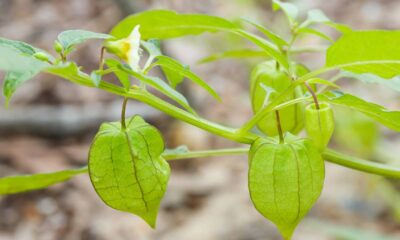 Plantar physalis em casa surpreende pela resistência da planta e pelo alto valor nutricional da fruta