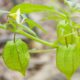 Plantar physalis em casa surpreende pela resistência da planta e pelo alto valor nutricional da fruta
