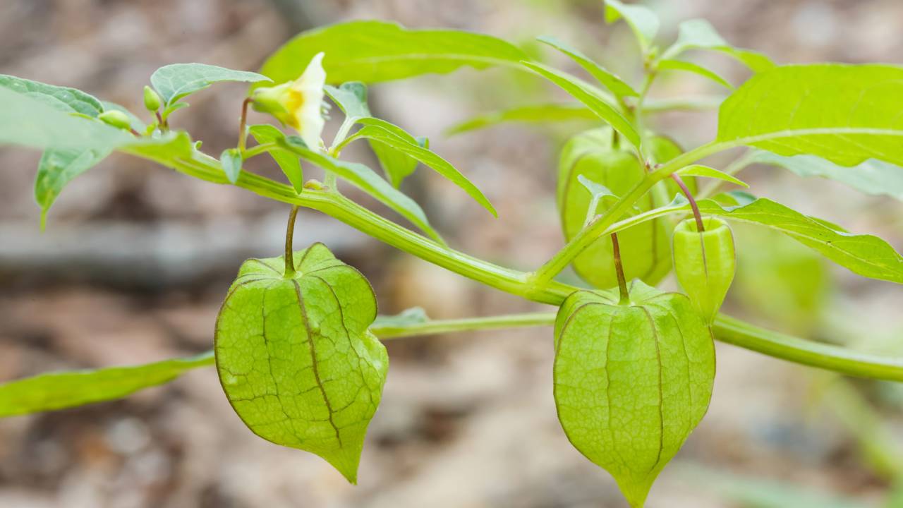 Plantar physalis em casa surpreende pela resistência da planta e pelo alto valor nutricional da fruta