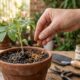 Minha avó costumava colocar canela nas plantas dela e hoje eu também não vivo sem esse cuidado