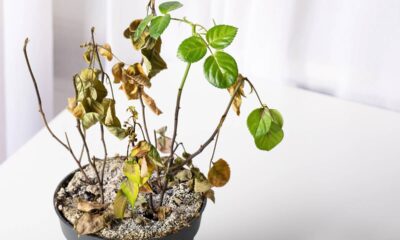 Práticas simples para recuperar plantas quase mortas ou doentes e devolver saúde ao seu jardim