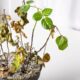Práticas simples para recuperar plantas quase mortas ou doentes e devolver saúde ao seu jardim