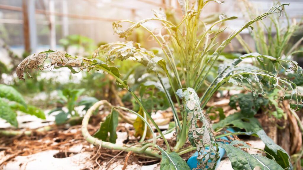 Práticas simples para recuperar plantas quase mortas ou doentes e devolver saúde ao seu jardim