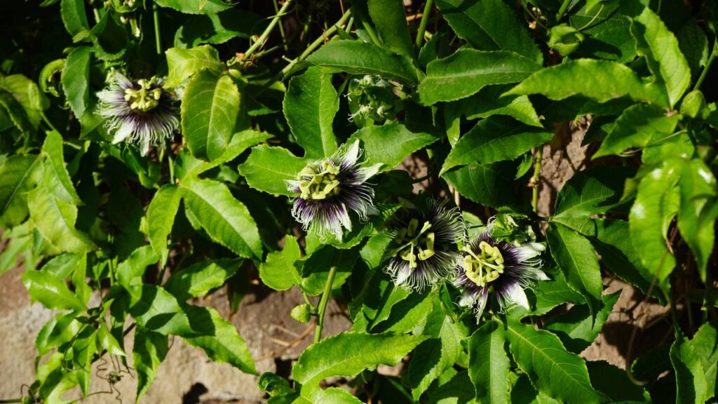 Como produzir mudas de maracujá com qualidade e aumentar as chances de ter plantas fortes