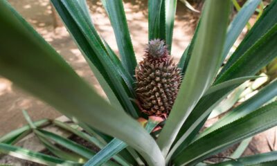 Como plantar abacaxi em casa e ter a fruta crescendo no quintal ou no vaso