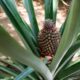 Como plantar abacaxi em casa e ter a fruta crescendo no quintal ou no vaso