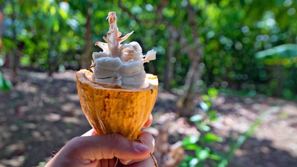 Como plantar cacau em casa usando a semente e quais cuidados fazem a diferença no começo do cultivo