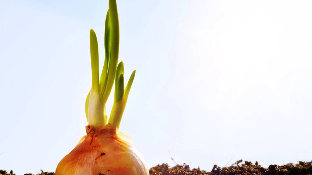 Como plantar cebola passo a passo no quintal e conseguir uma colheita farta mesmo em pouco espaço