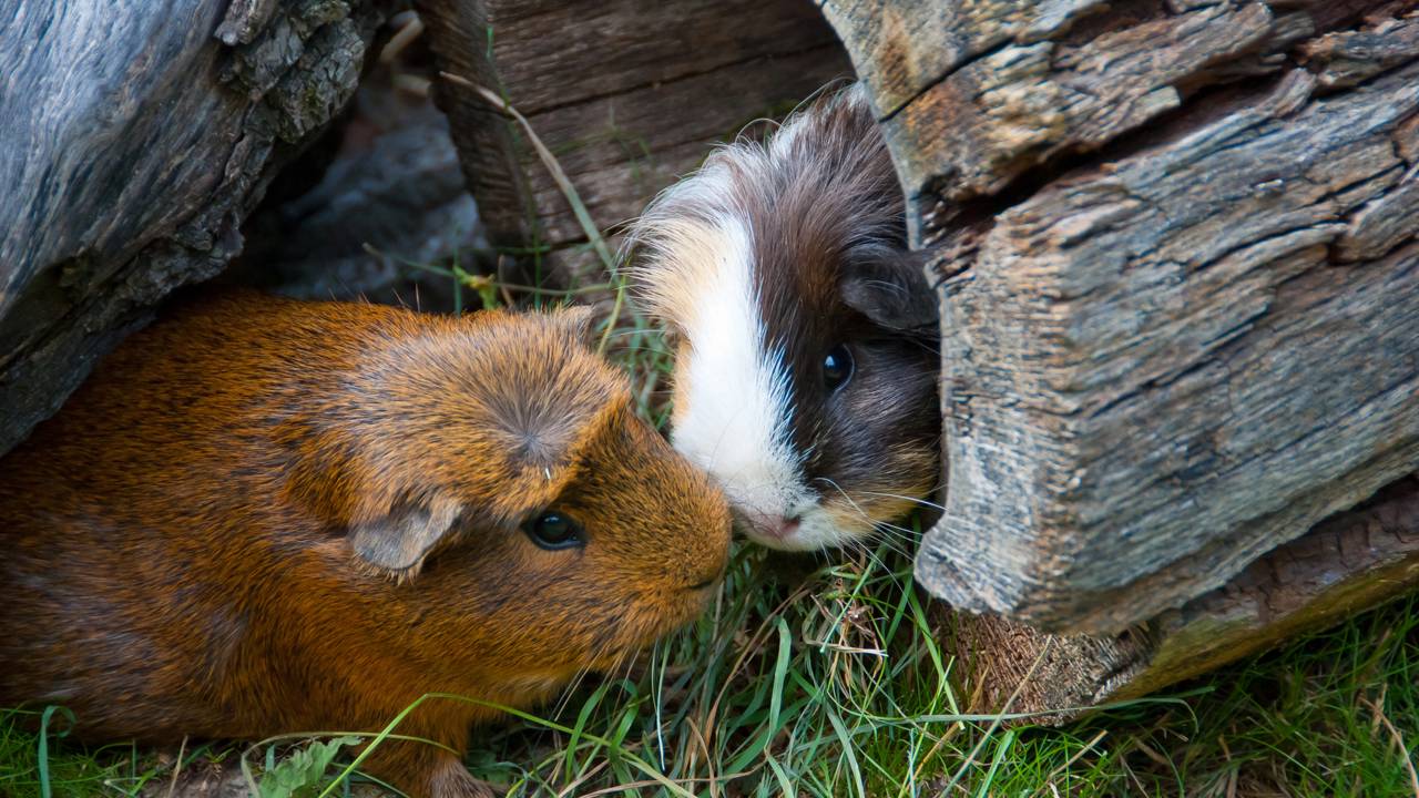 A casinha de pet em formato de domo que virou refúgio perfeito para porquinhos-da-índia