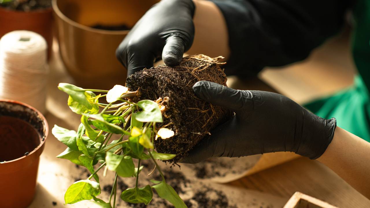 Saiba identificar raízes doentes e como manter seu sistema hidropônico limpo e produtivo