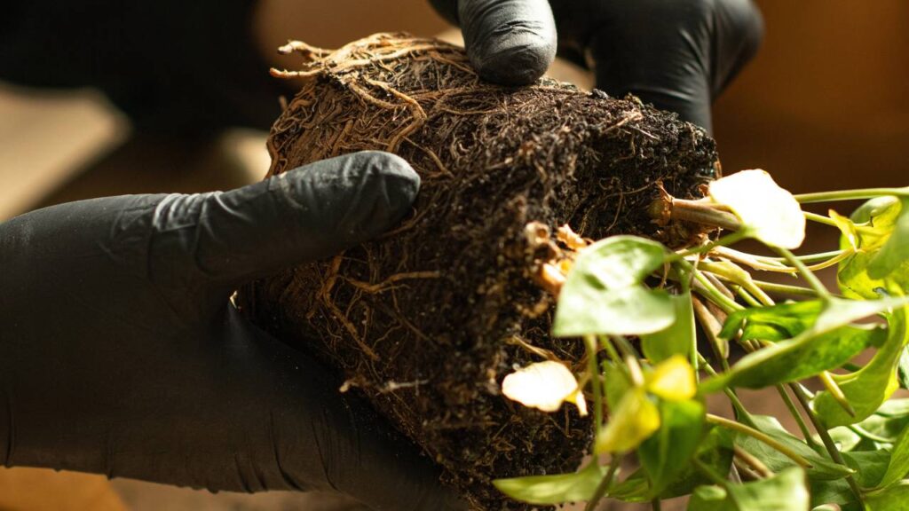 Saiba identificar raízes doentes e como manter seu sistema hidropônico limpo e produtivo