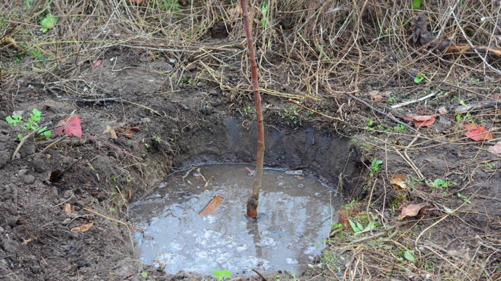 Essa é a melhor hora de regar plantas e deixar suas folhas muito mais verdes e cheias de vida