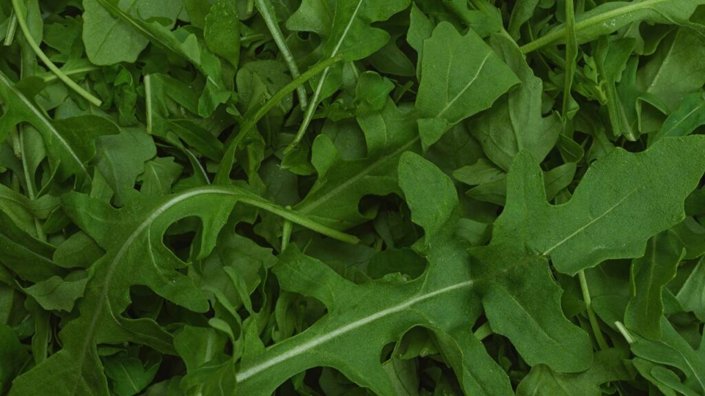 Como plantar rúcula passo a passo e aprender o momento certo de colher folhas frescas em casa