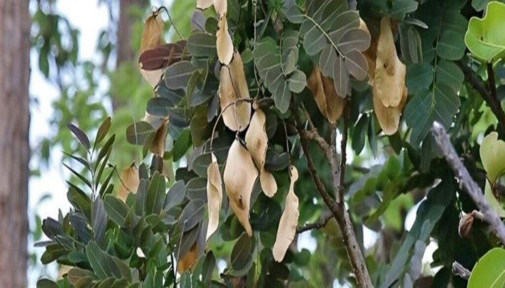 A planta medicinal para dores nas articulações que quase caiu no esquecimento e voltou a chamar atenção