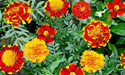 Essa planta colorida ajuda a afastar pulgões do jardim e ainda deixa os canteiros mais floridos