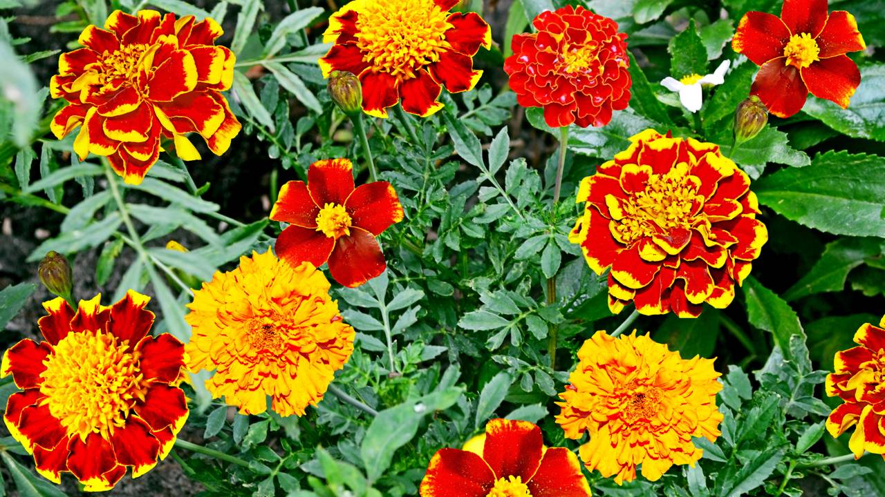 Essa planta colorida ajuda a afastar pulgões do jardim e ainda deixa os canteiros mais floridos