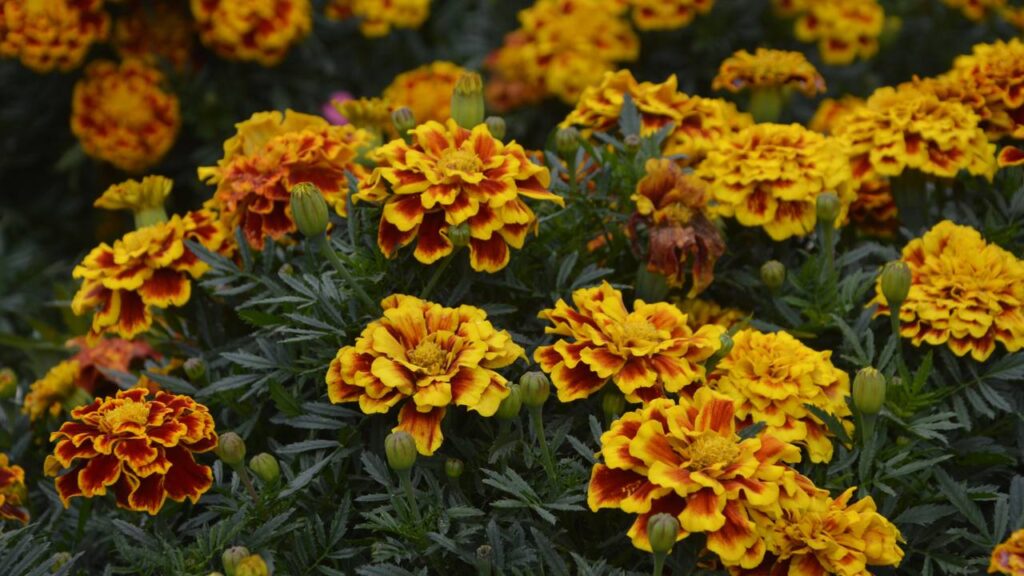 Essa planta colorida ajuda a afastar pulgões do jardim e ainda deixa os canteiros mais floridos