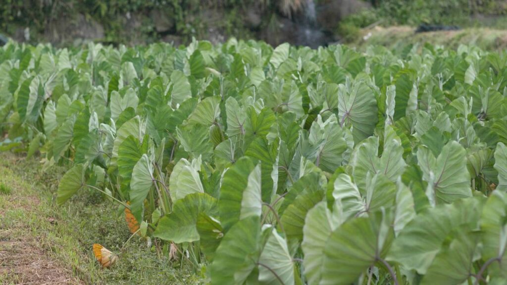 Muitos idosos estão voltando a cultivar essa planta por causa das folhas nutritivas que quase desapareceram dos quintais