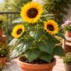 Como cuidar de girassol em vaso com dicas práticas que ajudam a planta crescer forte e saudável dentro de casa