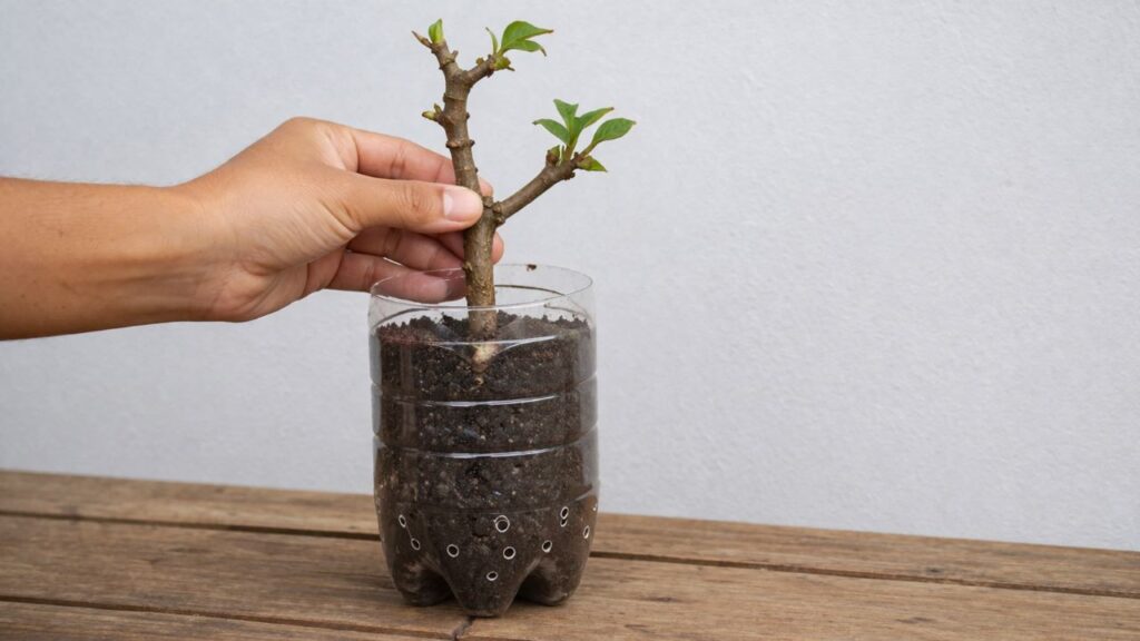 O truque da garrafa PET para enraizar qualquer galho em 7 dias e acelerar suas mudas