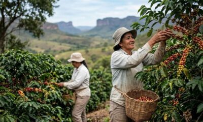 Duas mulheres colhem café maduro em uma plantação exuberante com montanhas ao fundo.