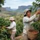 Duas mulheres colhem café maduro em uma plantação exuberante com montanhas ao fundo.