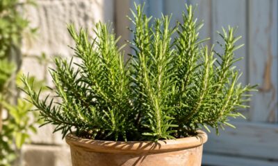 Dicas infalíveis para cultivar alecrim em casa e manter a planta sempre bonita e perfumada
