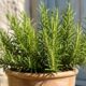 Dicas infalíveis para cultivar alecrim em casa e manter a planta sempre bonita e perfumada