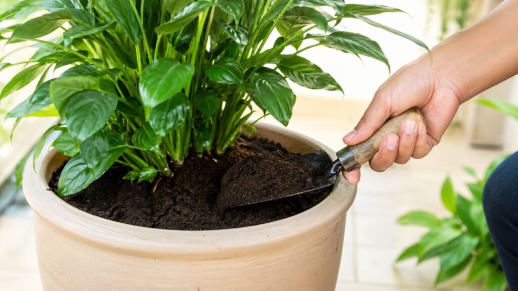 Transforme restos de cozinha em adubo poderoso e faça suas plantas crescerem com mais força