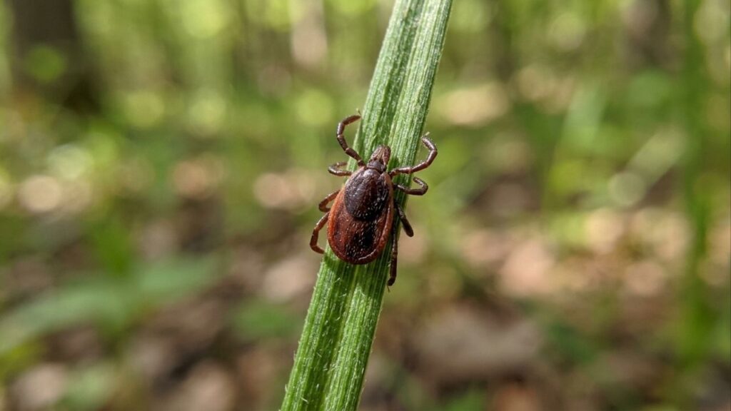 4 plantas que mantêm os carrapatos longe do quintal