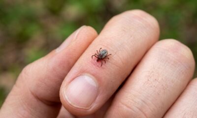 4 plantas que mantêm os carrapatos longe do quintal