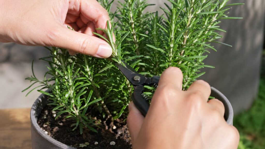 Dicas infalíveis para cultivar alecrim em casa e manter a planta sempre bonita e perfumada