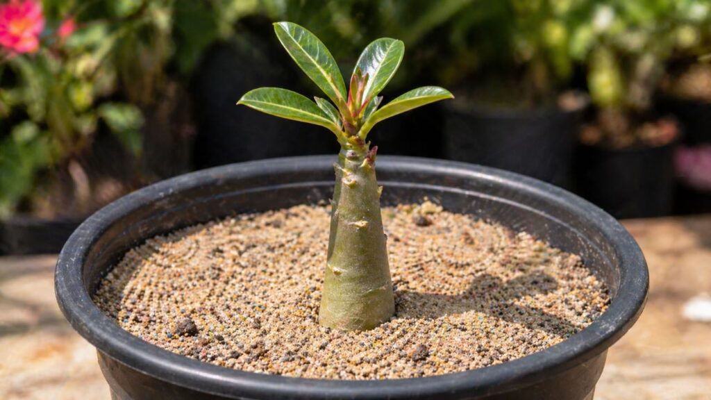 É assim que produtor faz muda de rosa do deserto e consegue plantas mais fortes e bonitas