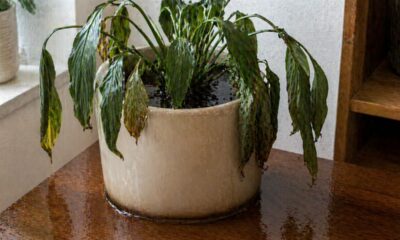 O erro na escolha do vaso que muita gente comete e que pode prejudicar o crescimento das plantas