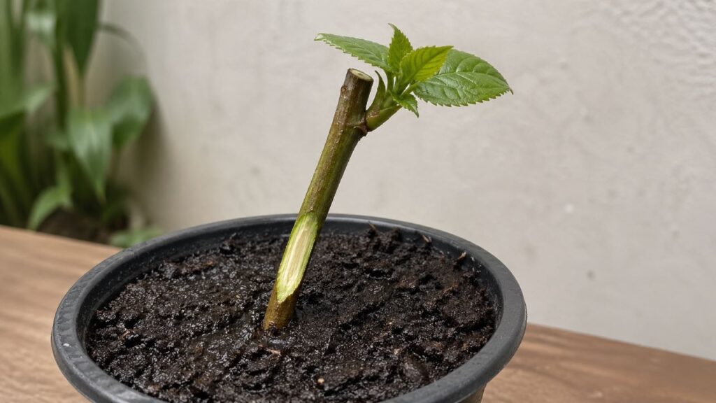 Como enraizar mudas em 20 dias usando um método simples que muita gente ainda não aplica