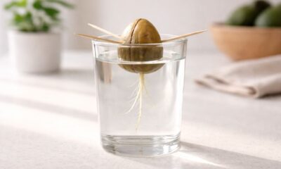 Como plantar abacate da forma mais fácil e rápida com passo a passo simples para fazer em casa