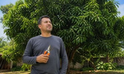 Como podar frutífera do jeito certo para ela carregar de frutos e crescer mais saudável