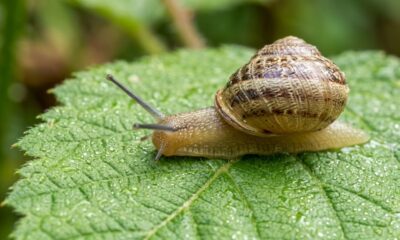 7 truques caseiros para afastar lesmas e caramujos do seu jardim