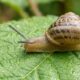 7 truques caseiros para afastar lesmas e caramujos do seu jardim