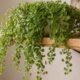 Planta tostão deixa a casa mais bonita com ramos pendentes e aparência delicada