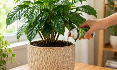 Como fazer o adubo NPK caseiro fácil e barato para deixar suas plantas mais fortes
