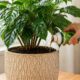 Como fazer o adubo NPK caseiro fácil e barato para deixar suas plantas mais fortes