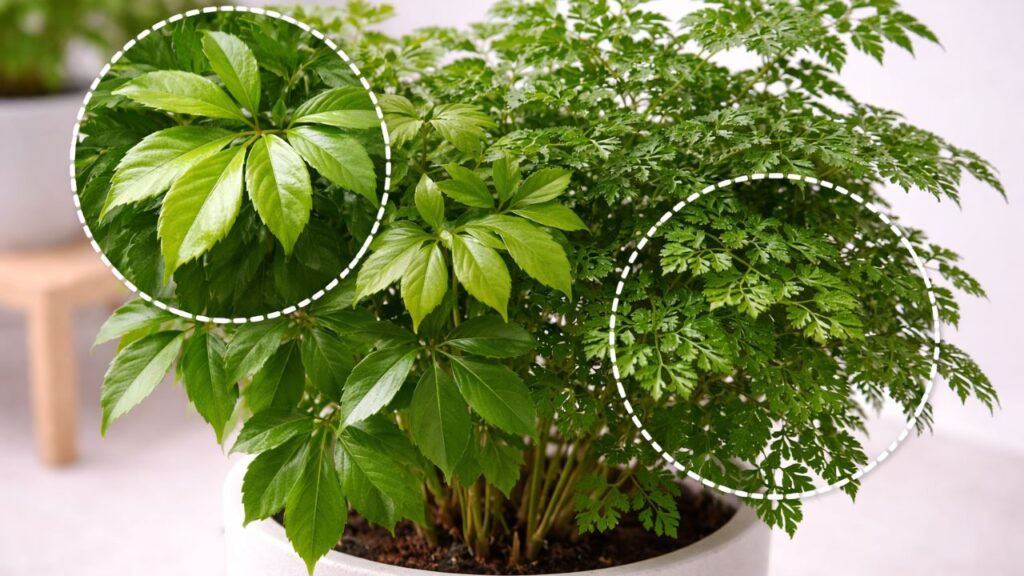 A mística árvore da felicidade e o significado por trás da planta que virou símbolo dentro das casas