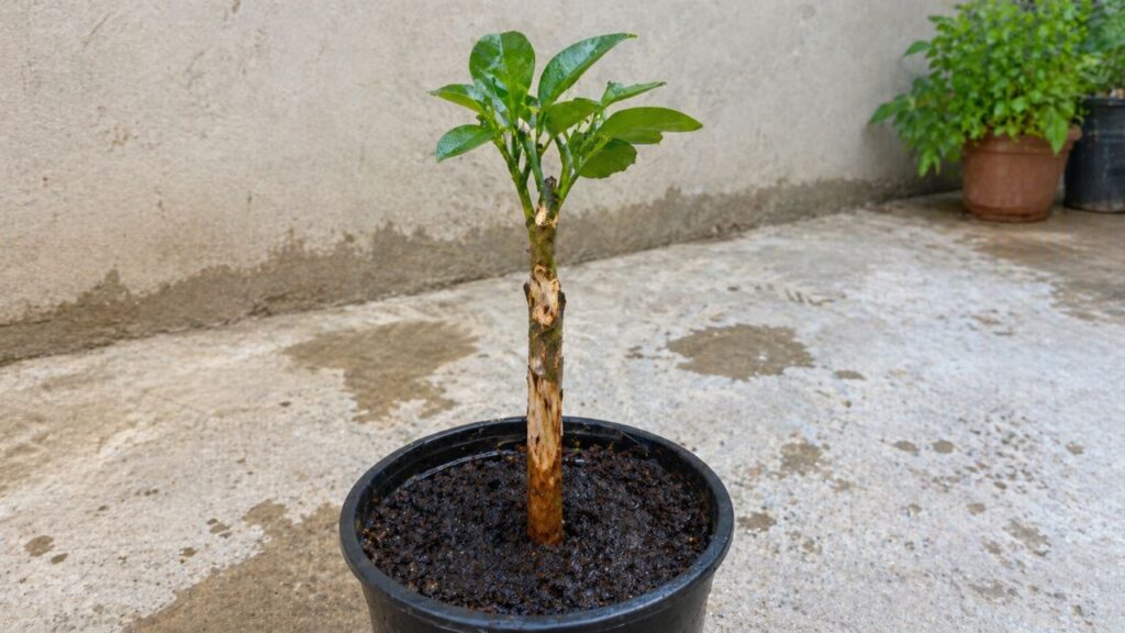 Como fazer muda de limão com um galho do pé e acelerar o crescimento da planta em casa